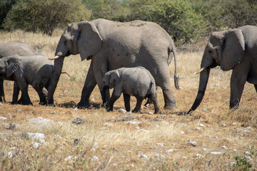 Fototapeta premium game safari im etosha nationalpark namibia