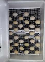 The eggs of a musky duck lying in an incubator.