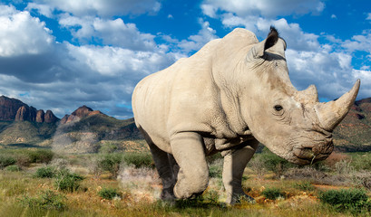 game safari im etosha nationalpark namibia