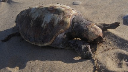sea turtle and pollution