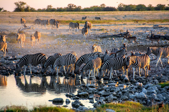 game safari im etosha nationalpark namibia