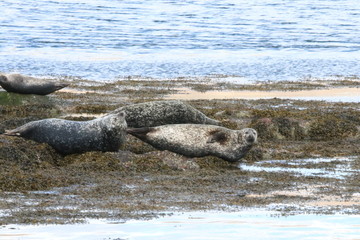 Seals Scotland