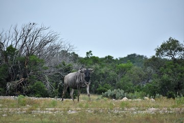 Naklejka premium close up of a Wildebeest