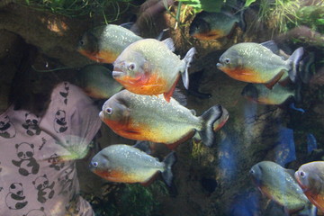 A flock of piranha fish in water.