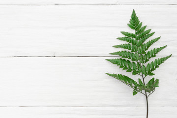 A green fern leaf on the white wooden background. © Natali