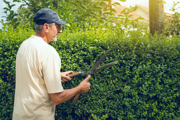 Naklejka na ściany i meble Man gardener using garden shears to cut trim the fence hedge in the summer day professional manual