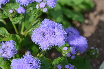Summer in Nova Scotia: Closeup of Ageratum (Blue Mink) Flowers