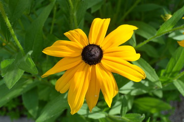Summer in Nova Scotia: Closeup of Black-Eyes Susan (rudbeckia hirta) Flower
