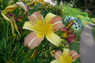 Summer in Nova Scotia: Baguette Daylily Flowers