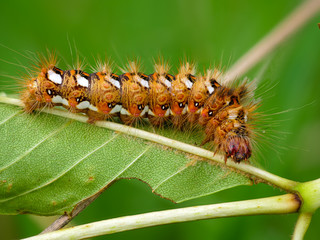 Raupe der Ampfer-Rindereule mit markanter weiß-roter Musterung auf einem Blatt