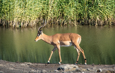 game safari im etosha nationalpark namibia