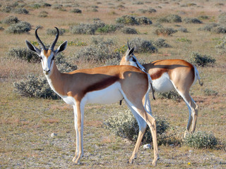 game safari im etosha nationalpark namibia