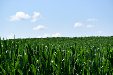 Fototapeta premium Corn Stalks Grow Under A Blue Sky