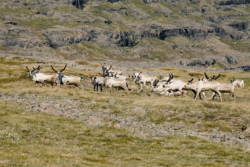 Fototapeta na wymiar Reindeers seen in the east of iceland