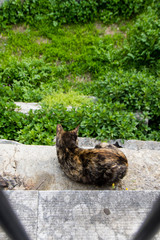 Cats in Athens, Greece. 