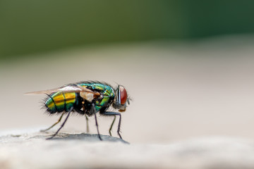Closeup of an insect in the garden