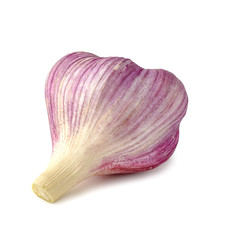 Violet bulb of fresh garlic on white