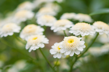 macro photo of a white flower.