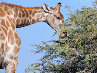 game safari im etosha nationalpark namibia
