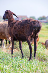 wild black sheep field background 