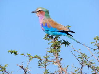 game safari im etosha nationalpark namibia