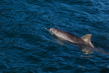 Fototapeta premium Dolphin in Nelson Bay, Australia.