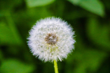 Close-up dandelion tranquil abstract background. Nature, flowers