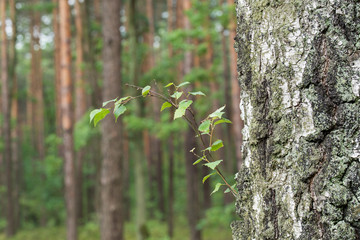 birch tree in pine forest
