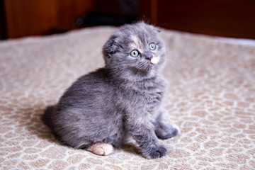 little lop-eared kitten Scottish breed 