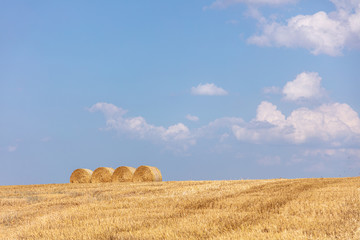 round straw bales lie on the field after the grain harvest