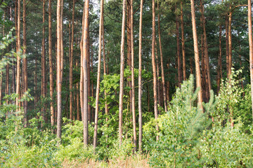 pine forest on summer day