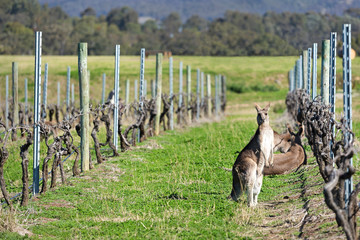 Kangaroos in the vineyard. © Davide