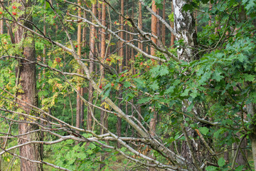 trees in natural forest