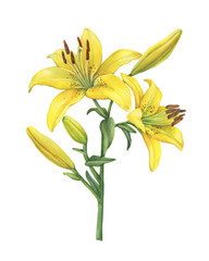 Branch with Lilium Yellow Diamond flower. Watercolor hand drawn painting illustration, isolated on white background.