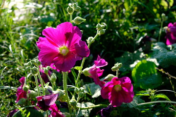 Mallow. Herb with large bright flowers