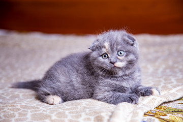 Fototapeta premium little lop-eared kitten Scottish breed 