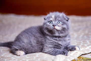 little lop-eared kitten Scottish breed 
