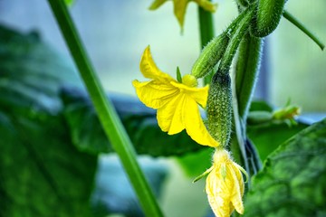 yellow flower of cucumber on the background of green leaves
