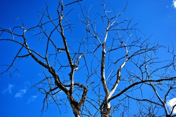 branches of a tree against blue sky
