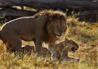 Naklejka premium Mating pair at Masai Mara, Kenya