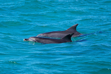 Dolphins in Nelson Bay, Australia.