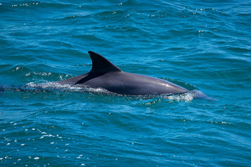 Dolphin in Nelson Bay, Australia.