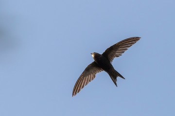 common swift (Apus apus) in flight