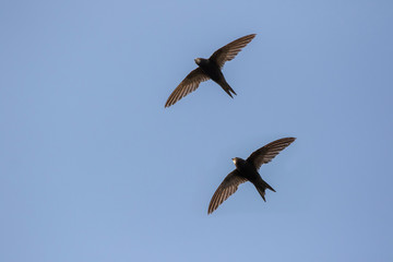 common swift (Apus apus) in flight