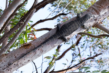 Goanna on the tree in Dharawal National Park, Australia.