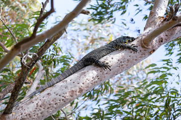 Naklejka na ściany i meble Goanna on the tree in Dharawal National Park, Australia.