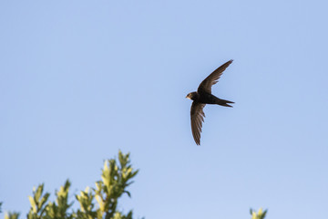 common swift (Apus apus) in flight
