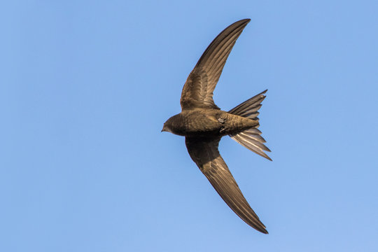 common swift (Apus apus) in flight