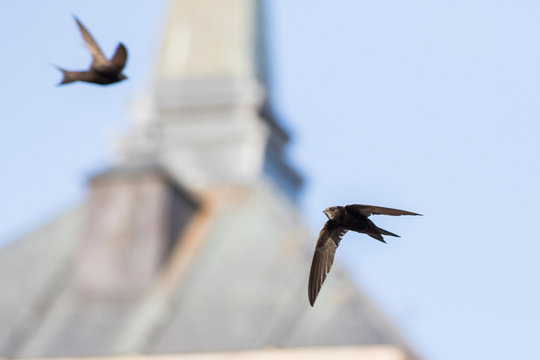 common swift (Apus apus) in flight