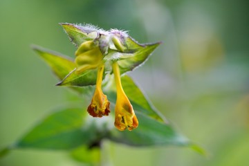 Prunella vulgaris (Prunella vulgaris) is a herbaceous plant of the labiatae family.